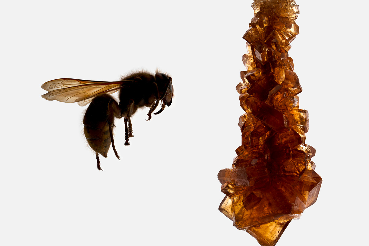 sugar crystals with a flying wasp